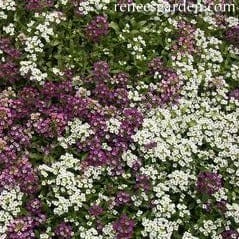 Alyssum Gulf Winds - Renee's Garden - Image 4