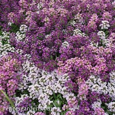 Alyssum Summer Romance - Renee's Garden - Image 2