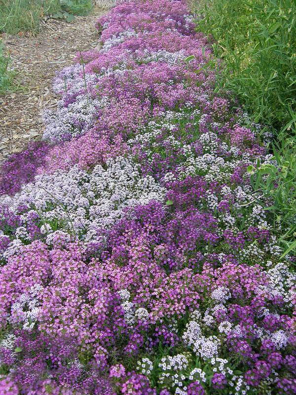 Alyssum Summer Romance - Renee's Garden - Image 3