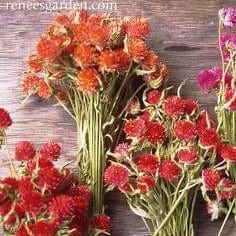 Amaranth Mardi Gras Parade - Renee's Garden - Image 3