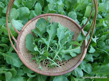 Organic Arugula True Italian - Renee's Garden - Image 3
