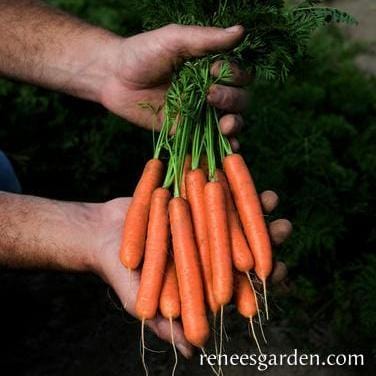 Carrot Babette - Renee's Garden - Image 2