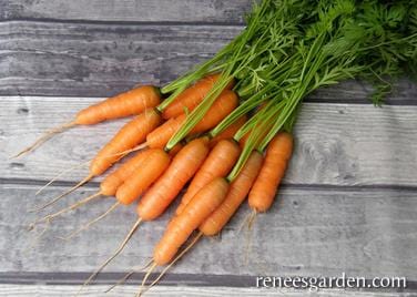 Carrot Babette - Renee's Garden - Image 3