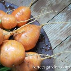 Carrot Round Baby Romeo - Renee's Garden - Image 2
