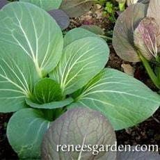 Pak Choi Green Fortune - Renee's Garden - Image 2