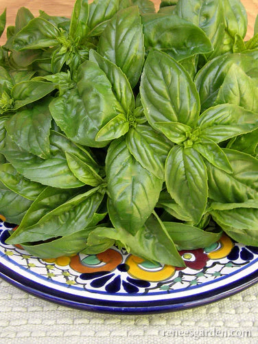 Organic Basil Italian Genovese - Renee's Garden - Image 2