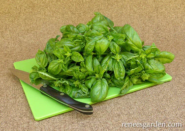 Organic Basil Italian Genovese - Renee's Garden - Image 3