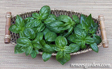 Basil Italian Pesto - Renee's Garden - Image 2