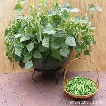 Bean French Mascotte - Renee's Garden - Image 2