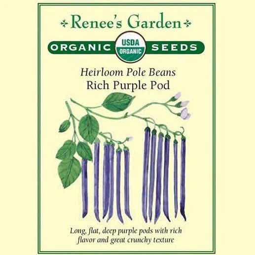 Organic Bean Rich Purple Pod - Renee's Garden