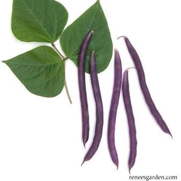 Organic Bean Rich Purple Pod - Renee's Garden - Image 2