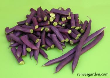 Organic Bean Rich Purple Pod - Renee's Garden - Image 3