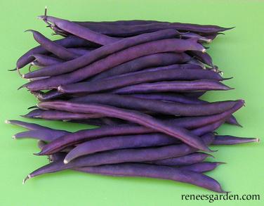Organic Bean Rich Purple Pod - Renee's Garden - Image 4
