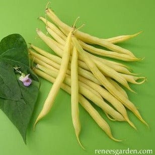 Organic Bean Roc d'Or - Renee's Garden - Image 3