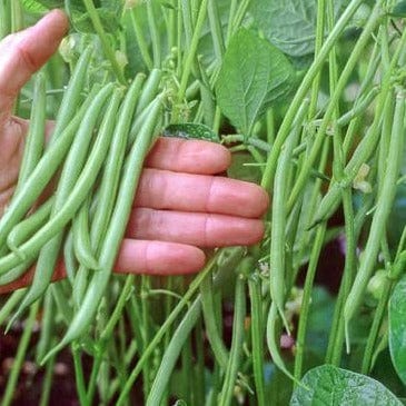 Bean Rolande - Renee's Garden - Image 2