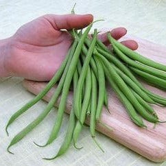 Bean Rolande - Renee's Garden - Image 3