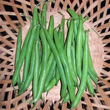 Bean Classic Slenderette - Renee's Garden - Image 2