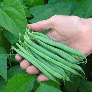 Bean Classic Slenderette - Renee's Garden - Image 3