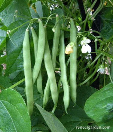 Organic Bean Kentucky Wonder Pole - Renee's Garden - Image 2