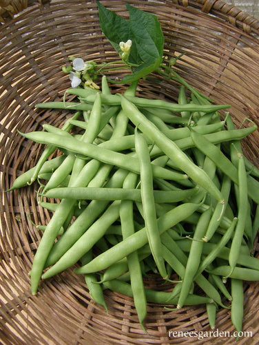Organic Bean Kentucky Wonder Pole - Renee's Garden - Image 3