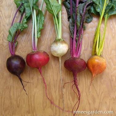 Beet Five Color Rainbow - Renee's Garden - Image 2