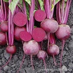 Beet Sweet Merlin - Renee's Garden - Image 2