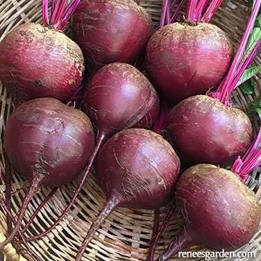 Beet Sweet Merlin - Renee's Garden - Image 3