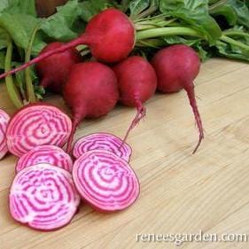 Organic Beet Traditional Chioggia - Renee's Garden - Image 2