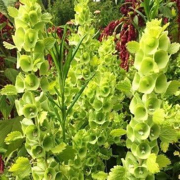 Bells of Ireland Antique Apple Green - Renee's Garden - Image 2