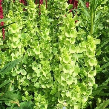 Bells of Ireland Antique Apple Green - Renee's Garden - Image 4