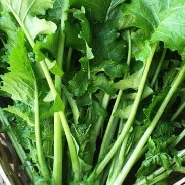 Organic Broccoli Early Rapini - Renee's Garden - Image 3