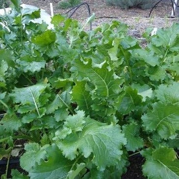Organic Broccoli Early Rapini - Renee's Garden - Image 4