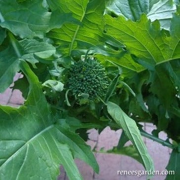 Organic Broccoli Early Rapini - Renee's Garden - Image 5