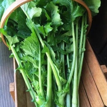 Broccoli Super Rapini - Renee's Garden - Image 3