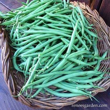Bean The "Weekend Bean" - Renee's Garden - Image 2