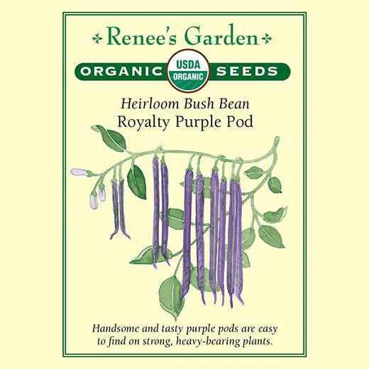 Organic Bean Royalty Purple Pod - Renee's Garden