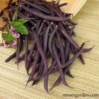 Organic Bean Royalty Purple Pod - Renee's Garden - Image 2
