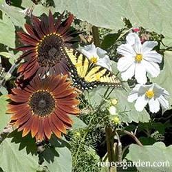 Butterfly Garden Bonus Pack - Renee's Garden - Image 2