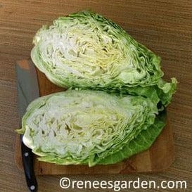 Cabbage Conehead - Renee's Garden - Image 5
