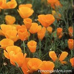 California Poppy Native Orange - Renee's Garden - Image 3