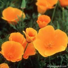 California Poppy Native Orange - Renee's Garden - Image 4