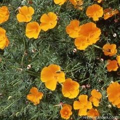 California Poppy Native Orange - Renee's Garden - Image 5
