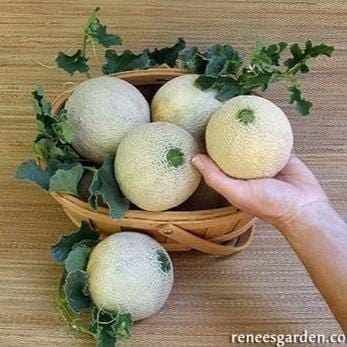 Cantaloupe Sugar Cube - Renee's Garden - Image 3