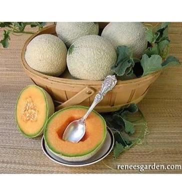 Cantaloupe Sugar Cube - Renee's Garden - Image 4