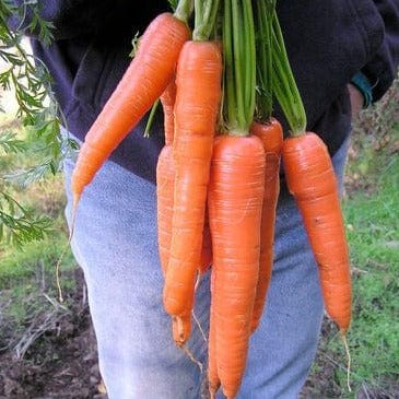 Carrot King Midas - Renee's Garden - Image 2