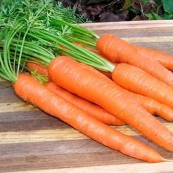 Carrot King Midas - Renee's Garden - Image 3