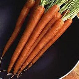 Carrot King Midas - Renee's Garden - Image 4
