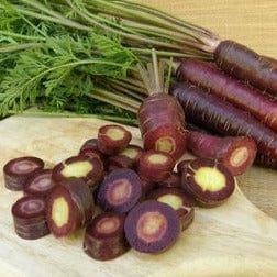 Carrot Purple Sun - Renee`s Garden - Image 2