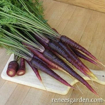 Carrot Purple Sun - Renee`s Garden - Image 3