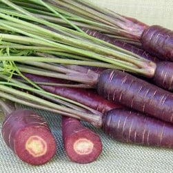 Carrot Purple Sun - Renee`s Garden - Image 4